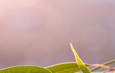 Евкалиптово масло (Eucalyptus) Евкалиптово масло (Eucalyptus)